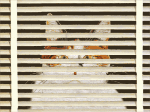 mes amis les chats